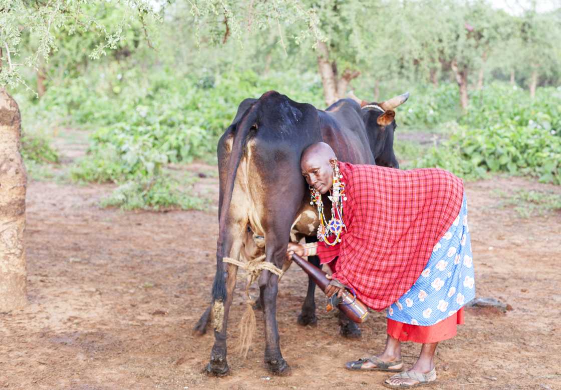 A Maasai farmer milks a cow in rural Kenya. A Maasai farmer milks a cow in rural Kenya.